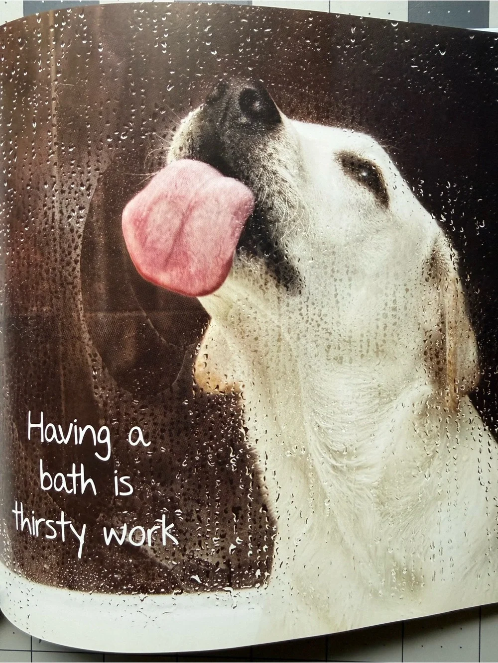 Dog Bathing Bundle with Shampoo Conditioner and Hardcover Book